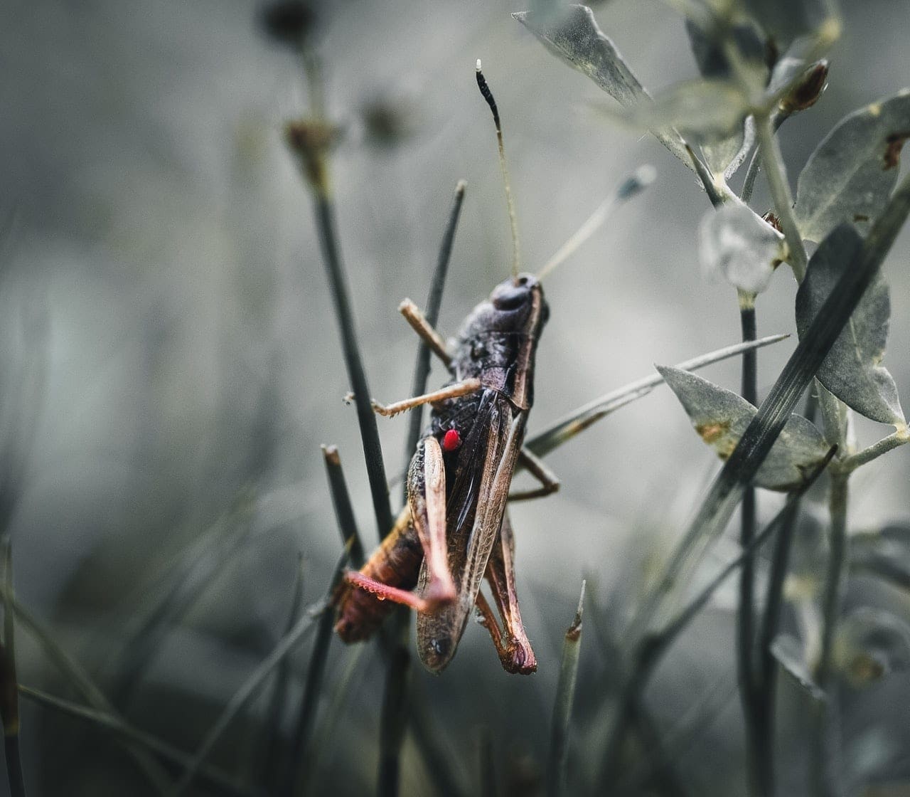 Locust as plague or protein - photo by Photo by cmonphotography from Pexels