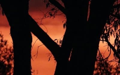 Vertreibung und Klimaverweigerung: Die Kosten der australischen Buschfeuer-Krise