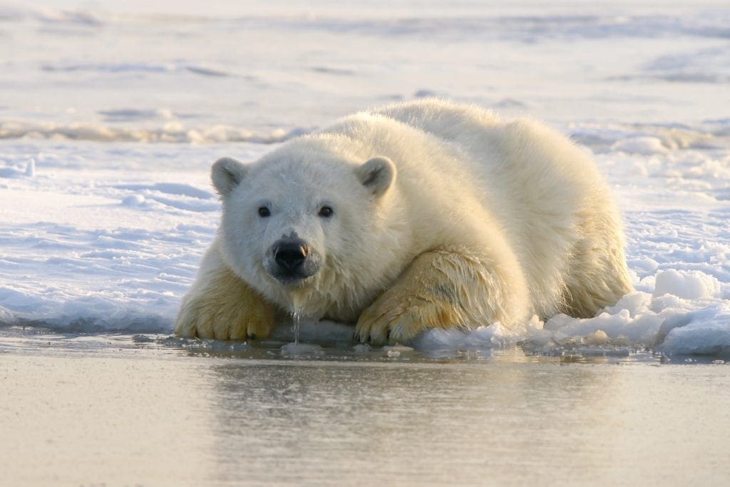 hans-jurgen-mager-polar-bear-covering-climate-now